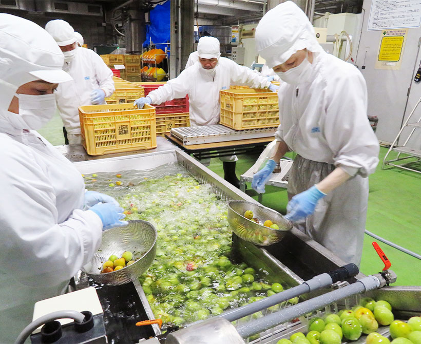 白鶴酒造、本格梅酒の仕込み開始