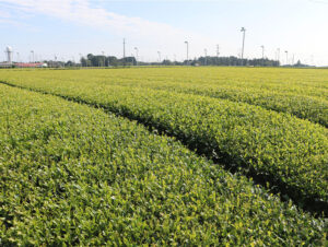 全国緑茶特集2025