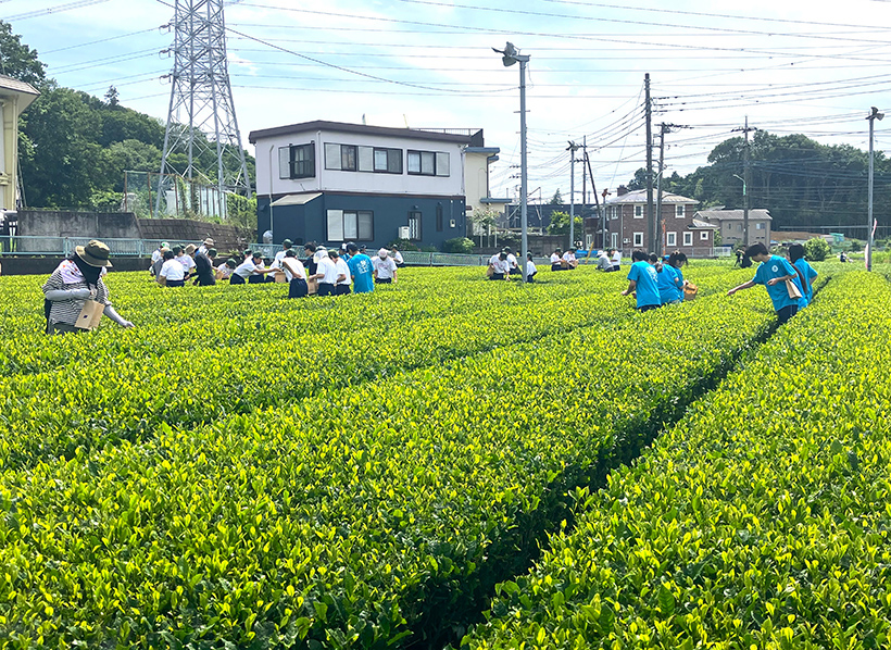 キリンビバレッジ、狭山市で茶摘み体験　「狭紅茶」工業高支援の一環