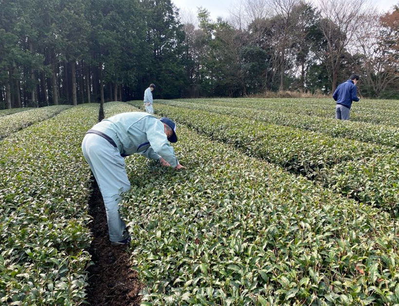 サステナビリティ特集：日本コカ・コーラ　掛川市で環境配慮農法