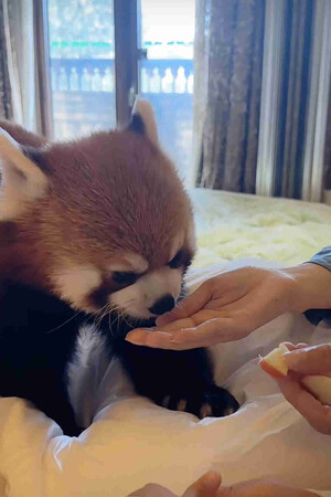 「映える」動物サービス物議＝ホテル客室にレッサーパンダ―中国【時事通信速報】