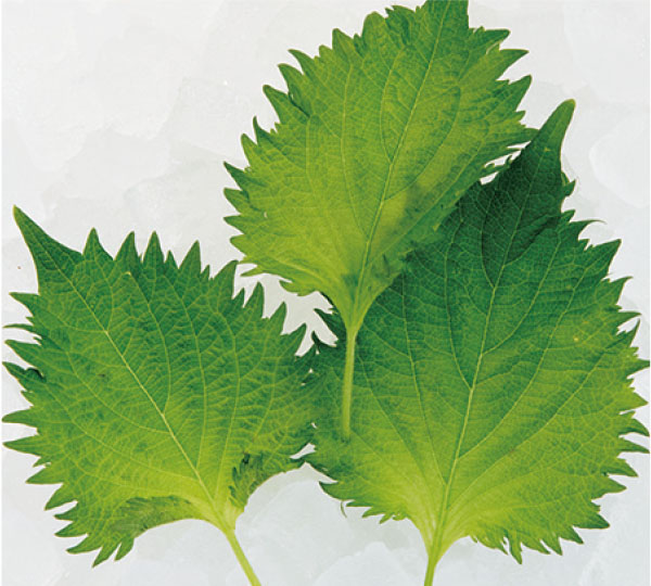野菜果物で一皿のサプライズ：大葉