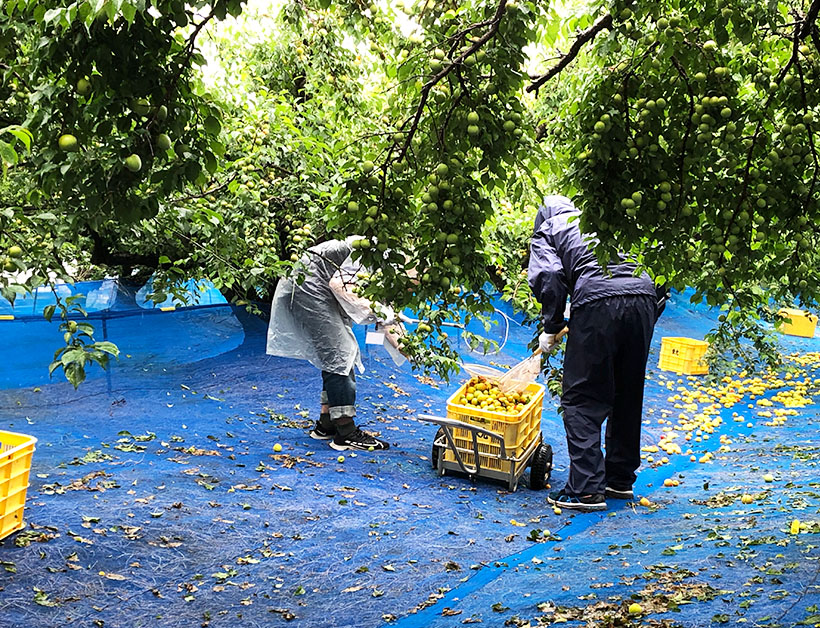 漬物特集：和歌山県みなべ町　持続可能な梅づくり　自然と共生の農業モデル