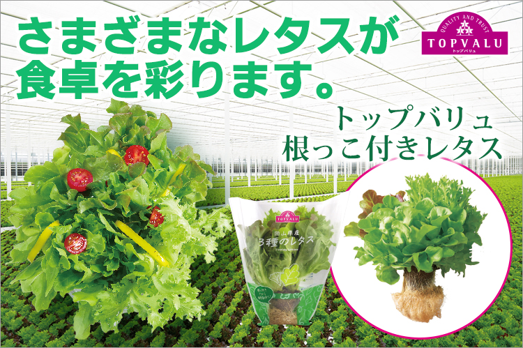 さまざまなレタスが食卓を彩ります　トップバリュ「根っこ付きレタス」