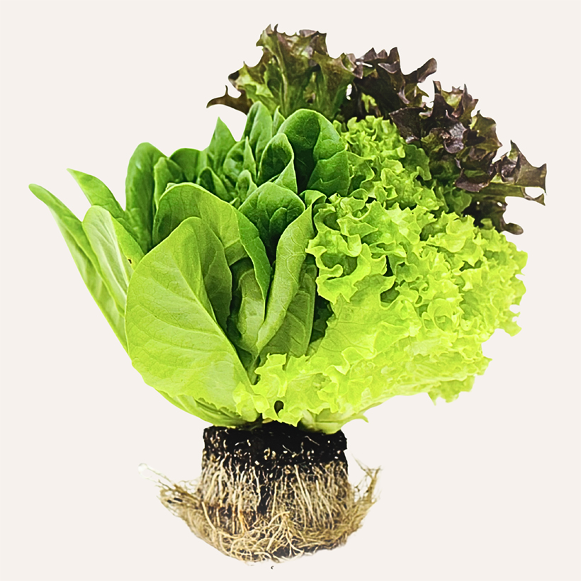野菜・野菜加工特集：舞台ファーム　いきているレタス全国展開へ