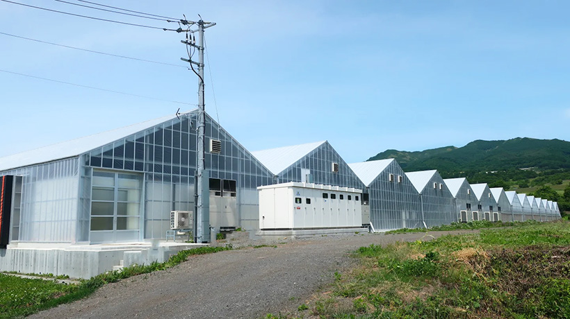野菜・野菜加工特集：村上農園「北海道伊達生産センター」新設　全国に植物工場設…