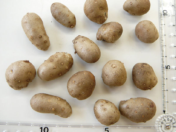 青果卸の旬奨野菜：10月　つま正代表取締役社長・小山正和氏