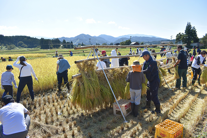 地域の食景色：新潟ケンベイ、秋晴れの中、親子で稲刈り　コメ関心高く