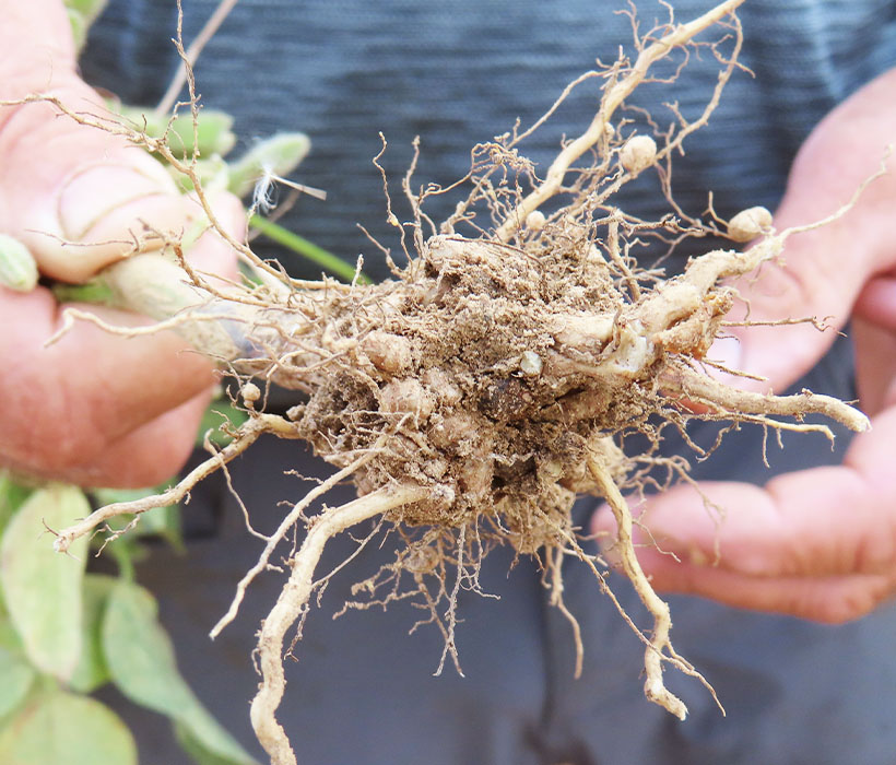 【Parr Farms】大豆の根を見せながら「窒素が詰まっている根のコブが多いと収穫も良いとわかる。今年は期待ができそうだ」とゲイリー氏は説明した