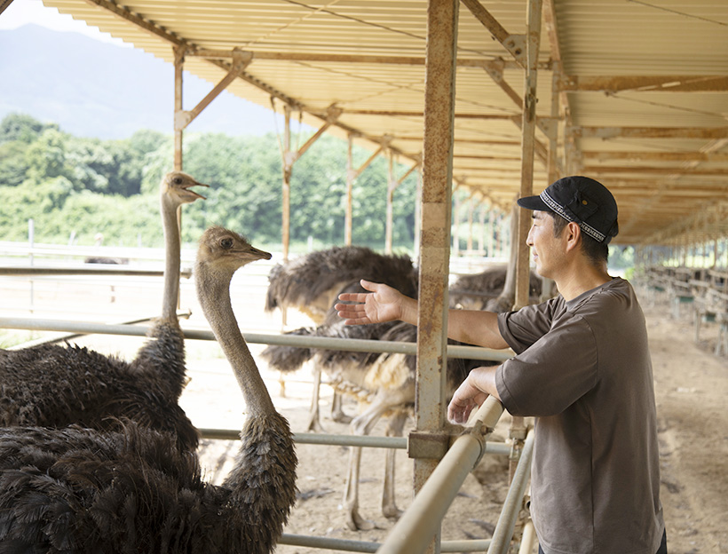 国産化に針路をとれ：吉野家HD　ダチョウ事業挑戦　持続可能な「第4の肉」
