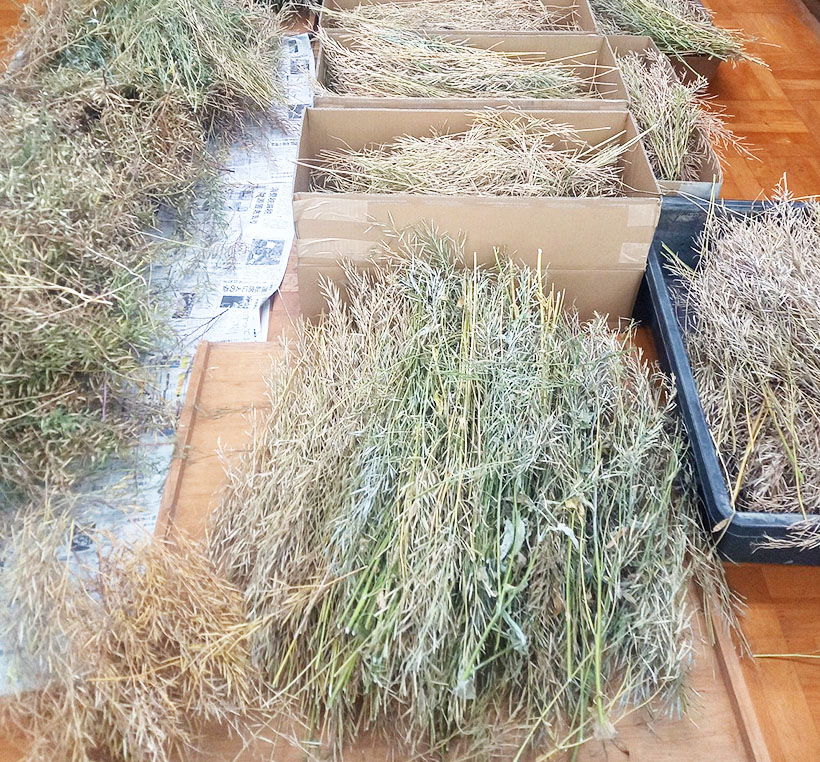からし特集：チヨダ　からしの良さ地元に　中学校で栽培協力、食育貢献も