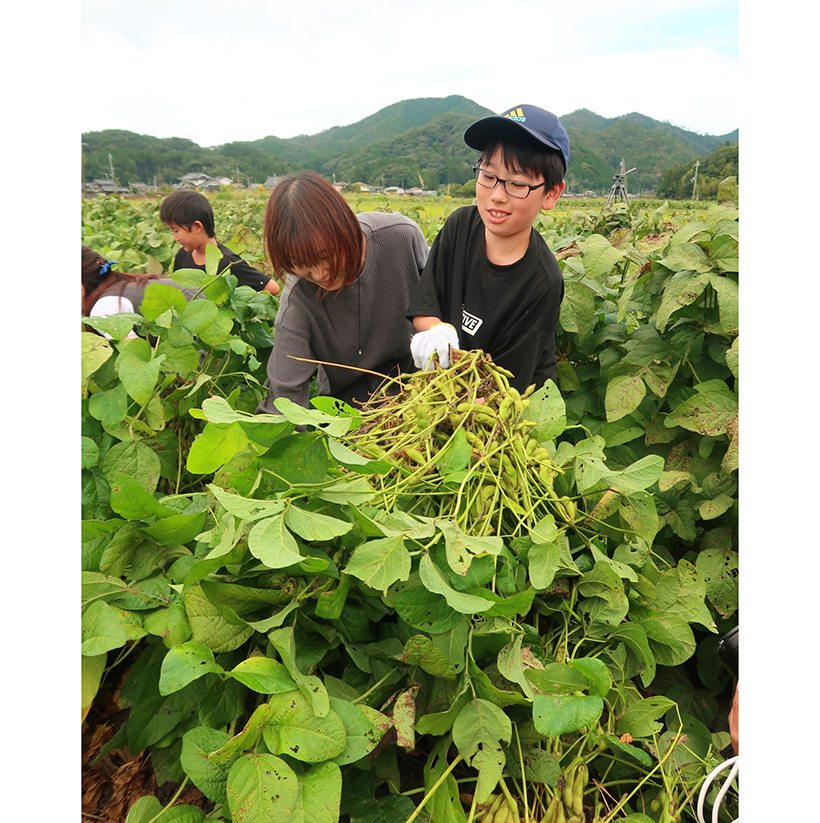 地域の食景色：丹波篠山市　丹波黒大豆枝豆　収穫・販売で盛り上がり