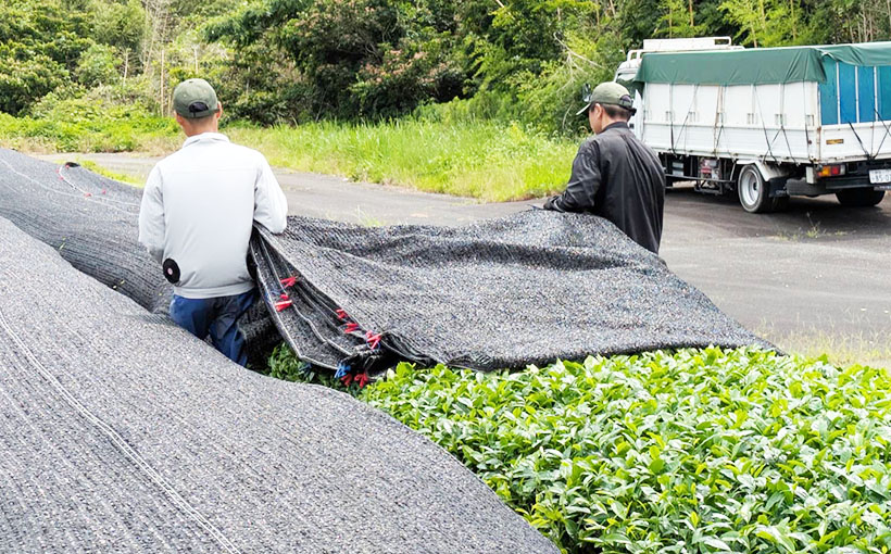 静岡食品マーケット特集:ハラダ製茶 抹茶ブーム 茶農家の所得が大幅改善