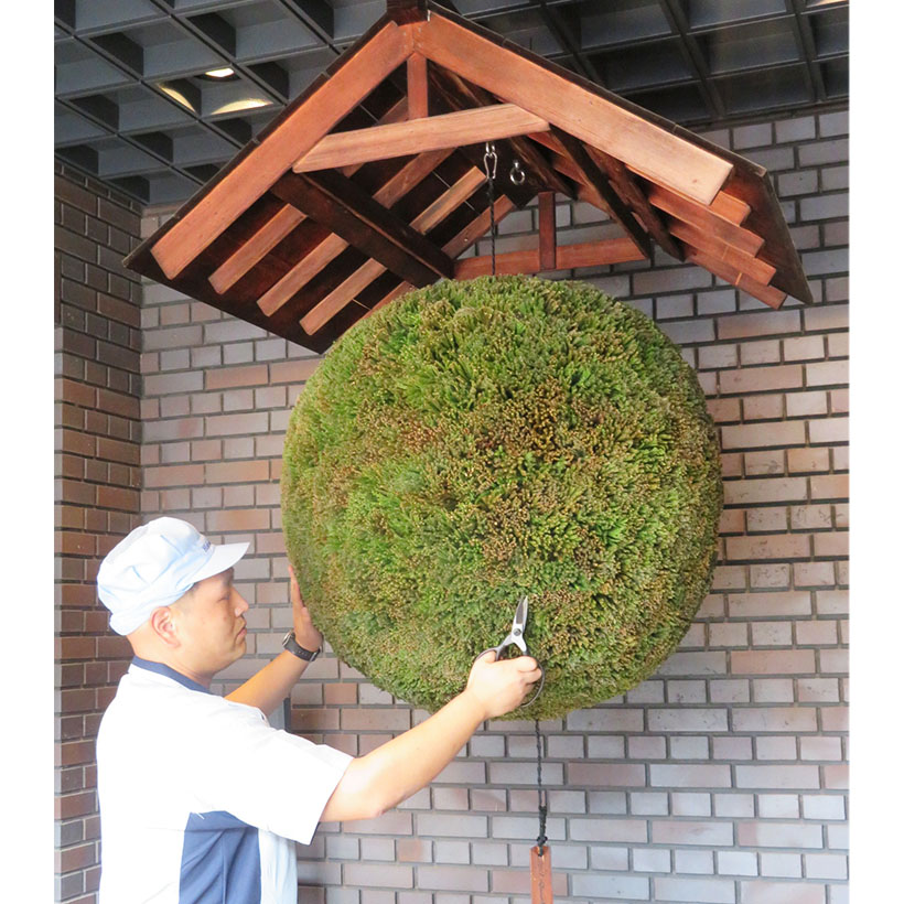 地域の食景色：白鹿記念酒造博物館　酒林の付け替え　新酒の季節告げる風物詩