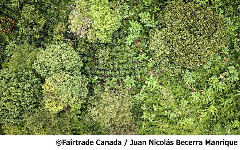 この豊かな森林を未来へつなぐために((C)Fairtrade Canada/ Juan Nicolás Becerra Manrique)