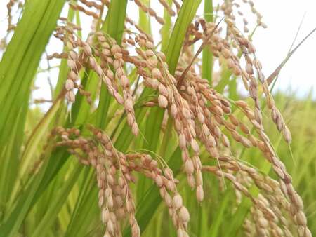 コメ価格指数、先安観＝１０月、収穫増予想で３カ月ぶり―米穀機構調査【時事通信…