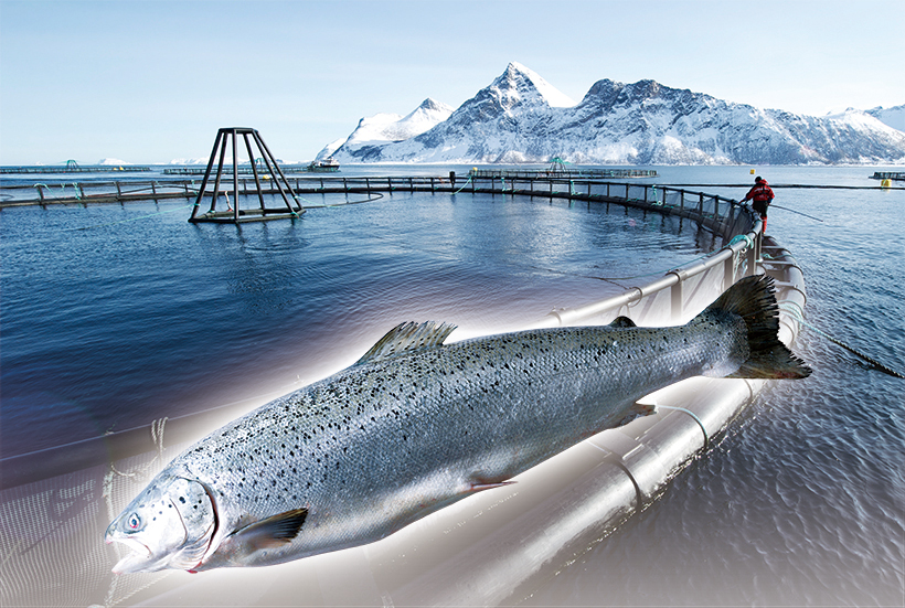 トップバリュ グリーンアイナチュラル ノルウェー産 生アトランティックサーモ…