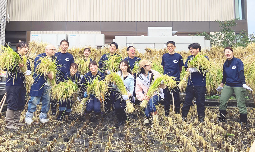 白鶴酒造、自社開発酒米「白鶴錦」稲刈り　東京支社屋上の農園で