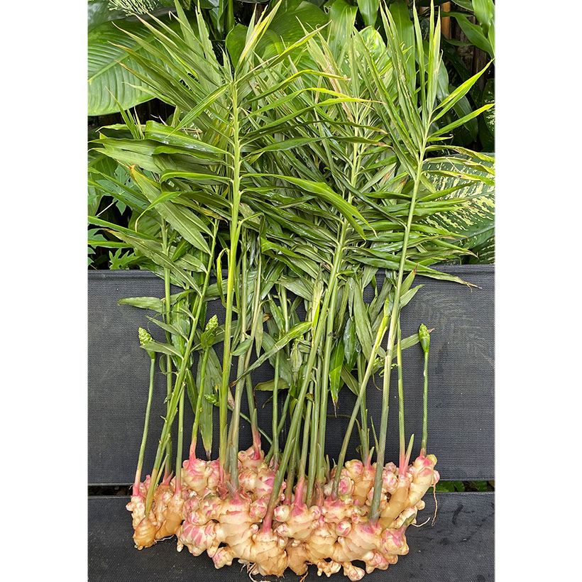 漬物特集：原料事情＝ショウガ　タイ・中国南部、天候条件よく豊作