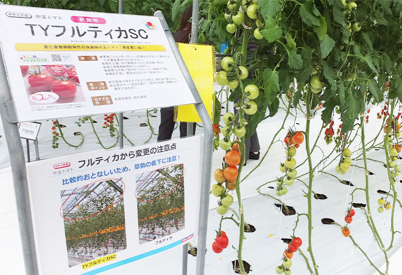 タキイ種苗、滋賀で秋季農場見学会　新品種野菜を開発　気候変動・産地・流通課題…