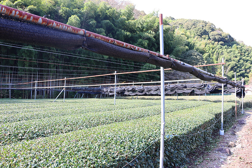 ◆全国緑茶特集：抹茶輸出好調も原料獲得激化　供給に黄色信号