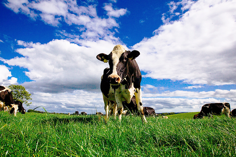 チーズ特集：アイルランド　高付加価値チーズ供給　日本市場、スポーツ栄養に照準