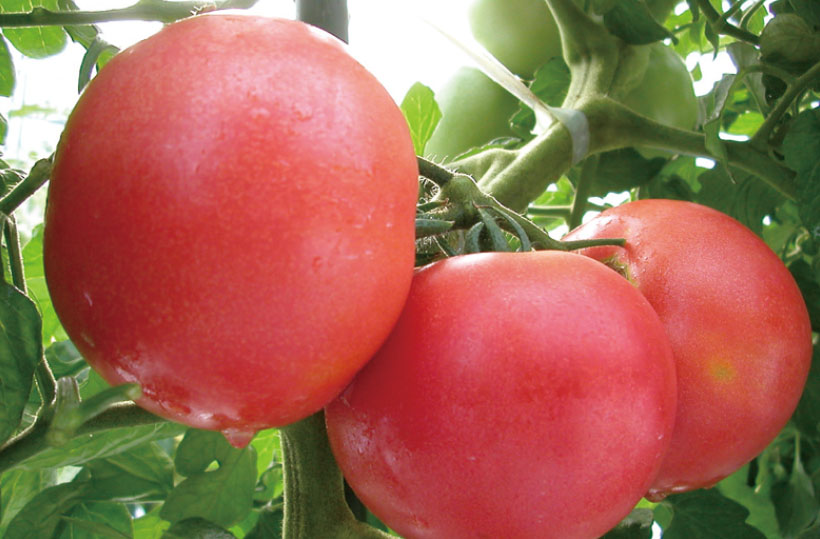 「冬土用未の日」トマトメニュー