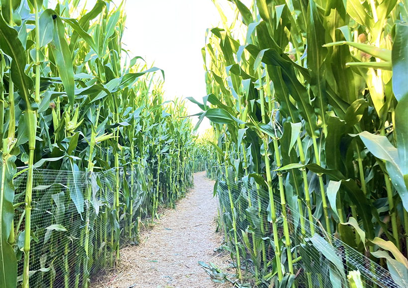 新春特集第1部：重大トレンド解説2026＝変わる世界穀物情勢　コストに新たな&hellip;