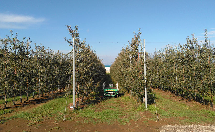 リンゴ加工特集：日本農業弘前支店の取り組み　農家に高密植スキル