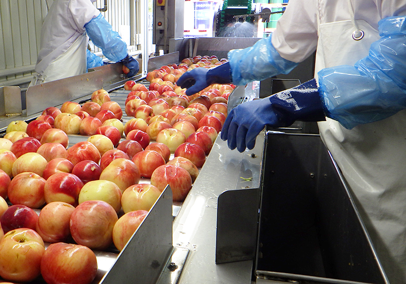 リンゴ加工特集：果香・田中博行山形工場工場長　ピューレでワンランク上の商品を