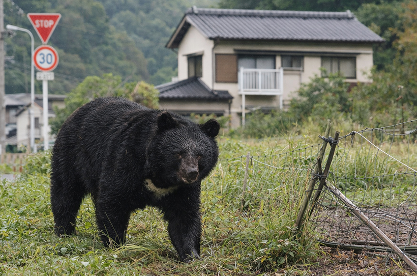 【速報】雪印種苗、熊害へソリューション　豊富な知見で挑む