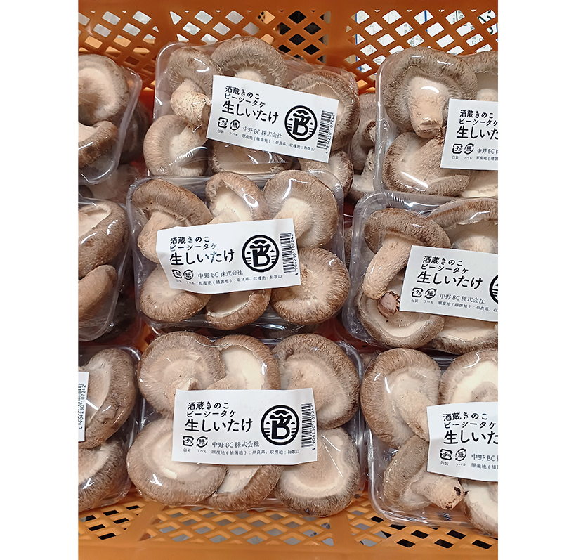 中野BC、菌床椎茸栽培事業を本格化　酒造りの菌管理技術生かす