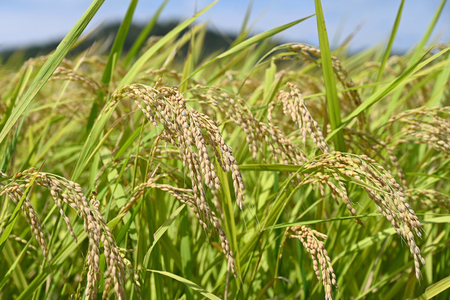 コメの民間在庫、過去最大＝６月末見通しを上方修正―農水省【時事通信速報】