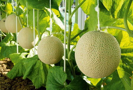 静岡産高級メロン、豪に輸出＝海外販路の新たな切り札【時事通信速報】