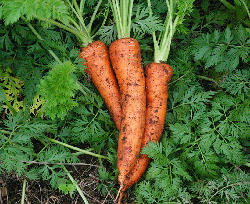野菜・果実飲料特集：伊藤園　専用ニンジン「朱衣」の原料販売を開始