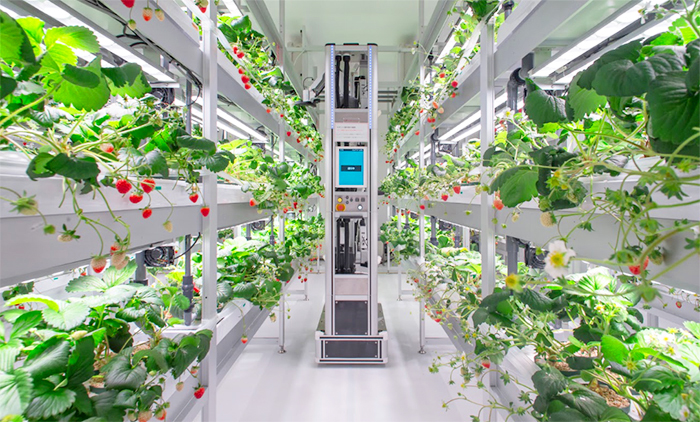 住友商事・HarvestX社、イチゴ自動授粉技術で連携　ロボ活用し安定供給