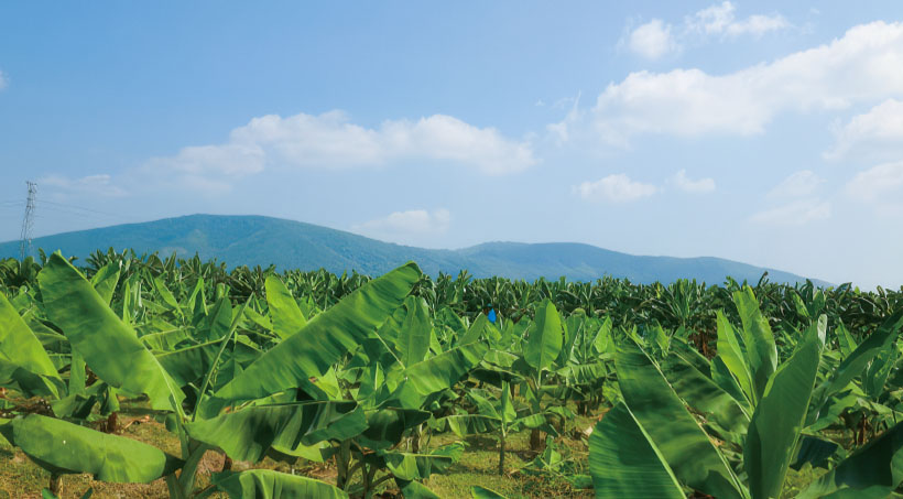 新生活にバナナ！ベトナム産の「甘い香り」　地球にも人にも優しく育って、朝ごは&hellip;