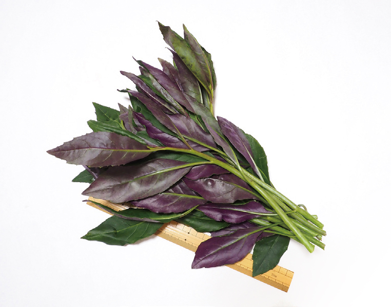 青果卸の旬奨野菜：4月　つま正代表取締役社長・小山正和氏