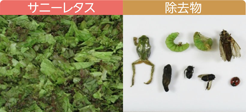 特集・異物混入対策：技術FOCUS10＝服部製作所　「色彩・赤外線方式異物選&hellip;