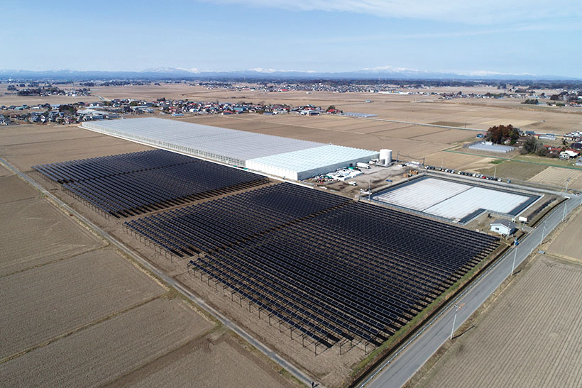舞台ファーム、営農型太陽光発電設備を稼働　「農業×エネルギー」新産業モデルに