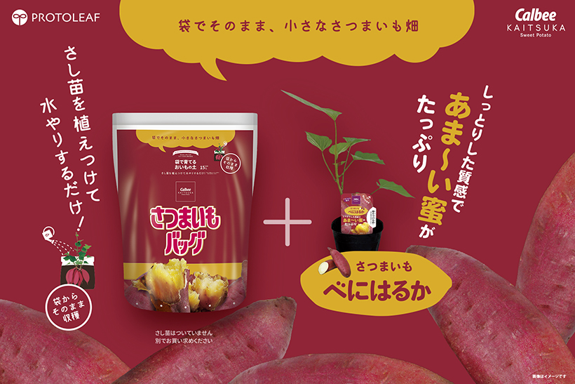 カルビーかいつかスイートポテト、園芸用土「さつまいもバッグ」発売