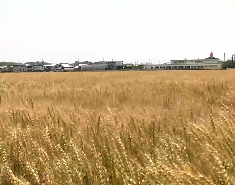 持続的供給：静岡県学校給食会　県全体で地産地消推進　パン・麺原料を順次国産化