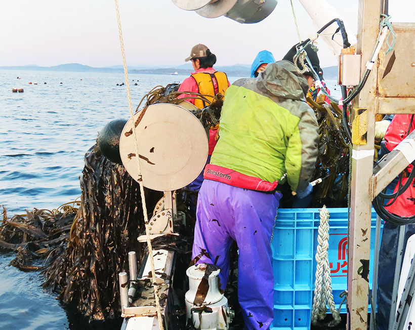 養殖ワカメの収穫最盛期　食文化の発展・継承へ