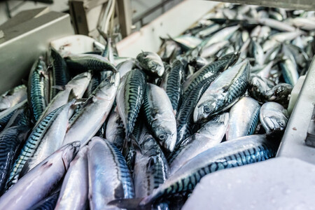 ノルウェー産サバが品薄＝漁獲規制でニシンに脚光【時事通信速報】