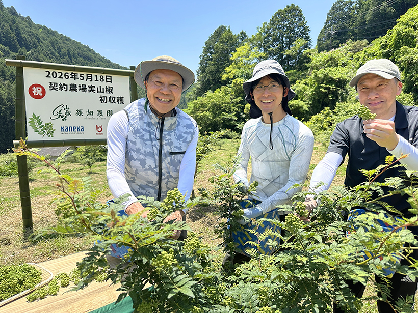 持続的供給：カネカサンスパイス　有田川町農場で初収穫　ぶどう山椒を後世へ