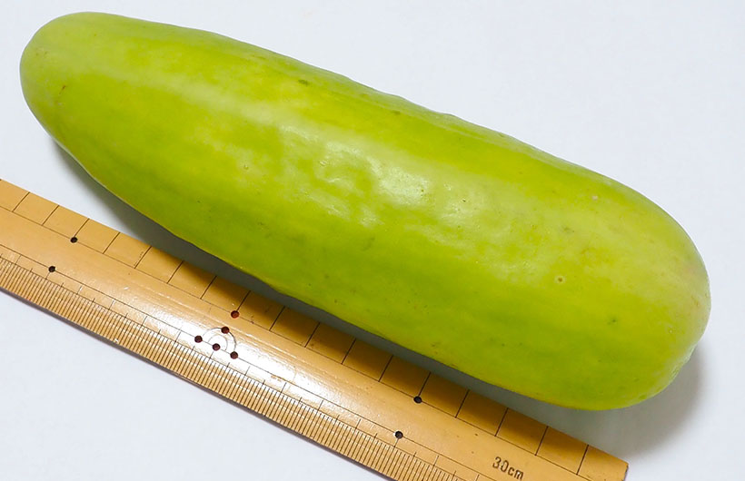 青果卸の旬奨野菜：6月　つま正代表取締役社長・小山正和氏