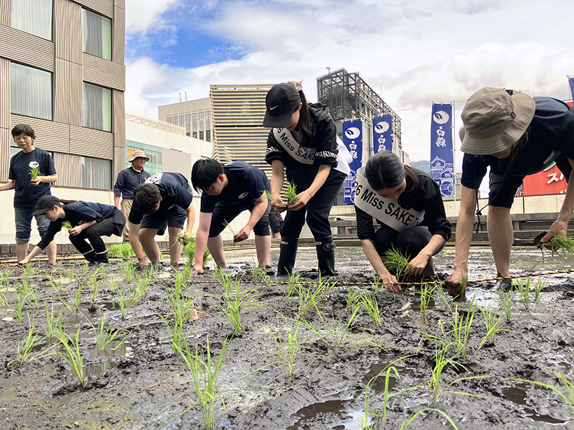 白鶴酒造、自社ビル屋上農園で最後の田植え