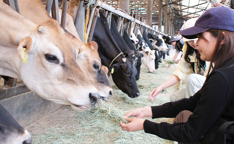森永乳業、「ミルクツーリズム」初開催　南房総の酪農発祥地巡る