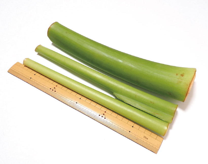 青果卸の旬奨野菜：7月　つま正代表取締役社長・小山正和氏