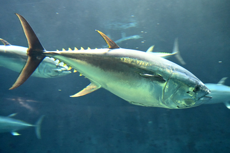 クロマグロ漁獲枠、急転直下の合意＝メキシコ、政府内の意思疎通に時間か【時事通&hellip;